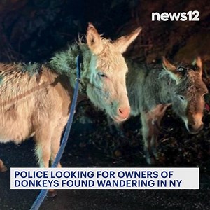 1K views · 12 reactions | DONKEYS FOUND  Bedford police need the public's help in reuniting donkeys with their owners after finding the animals wandering in the road - https://bit.ly/3FATlqS | News 12 Hudson Valley | Facebook