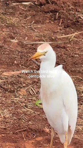 Watch this Bird eat this centipede alive. Live action in In Hawaii. #bird #centipede #nature #hawaii