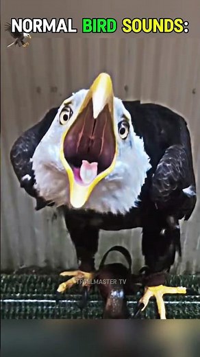 Scary bird sounds 🦅🤯 #trollface #edit #troll