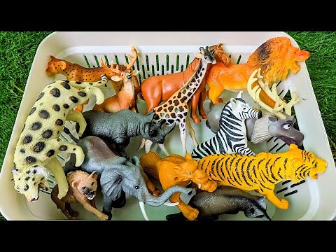 Zoo Animals for Kids That Have Stripes & Spots! 🐆 | Kids Learning Video