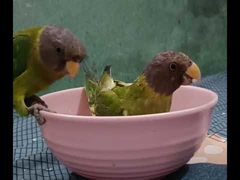 Marlow Parakeet Duo Playing + Eating Time | Sweet Bird Sounds