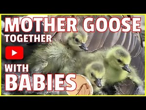 A Mother Goose Hatching Her Eggs: Video Clips from the Life of Parking Lot Geese