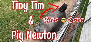 145K views · 11K reactions | Please be patient. Our Pig Newton is still learning how everything works in the Littles pasture. | Ima Survivor Donkey and Farm Animal Sanctuary | Facebook