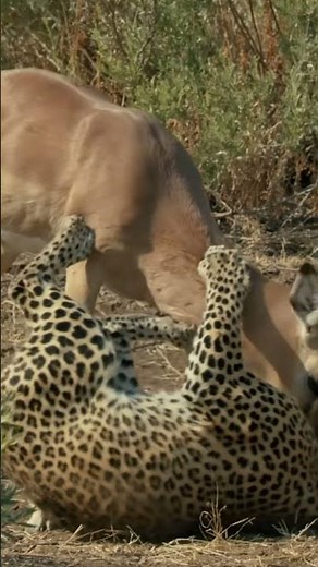 Life of Leopard | The leopard hunt was truly dramatic!