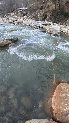 Water rising, trout migrating upstream! perfect fishing time #netfishing #fishing #shorts
