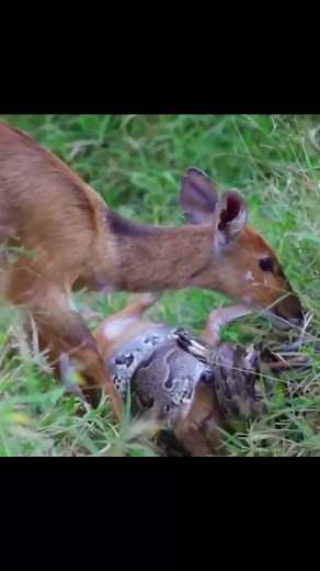 #wildanimals #animals #animalsoftiktok #animalsurvival #python