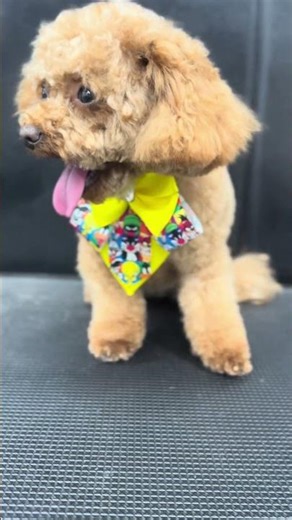 ASMR Toy Poodle Grooming 🐩✂️