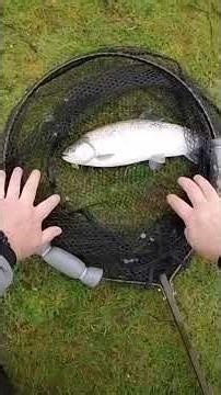 Moorhen Trout Fishery Chartreuse Glistering Apps Worm #trout #fly #fishing #flyfishing #troutfishing