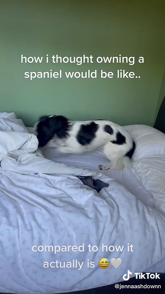 Sprocker Spaniel: All You Need to Know About This Energetic Breed