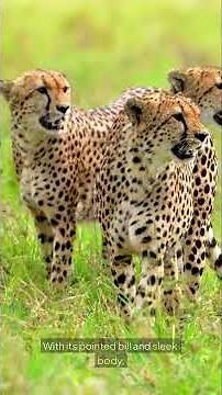 "The 5 Fastest Animals on Earth – #1 Will Blow Your Mind!"