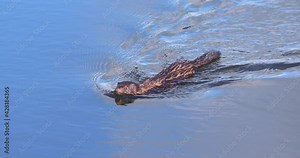 American Mink weasel swimming in river water long tail head up