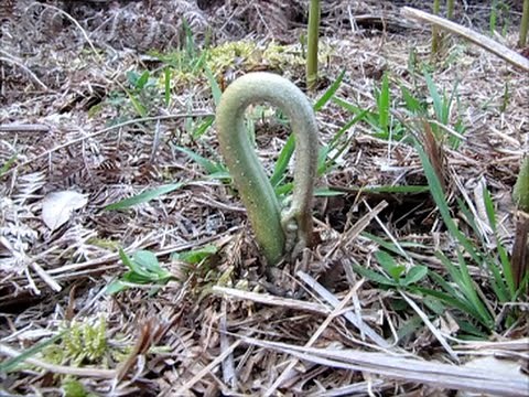 41 - Les crosses de fougère, plante sauvage comestible - 02/04/2016