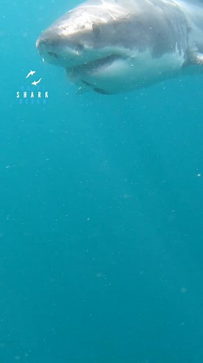 13K views · 578 reactions | Great White Spots The Gopro #greatwhiteshark #greatwhite #shark GoPro | White Shark Ocean | Facebook