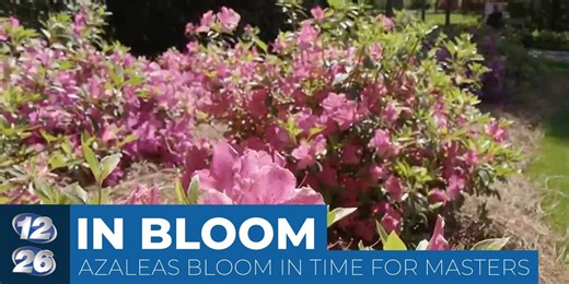 Azaleas in full bloom just in time for the Masters
