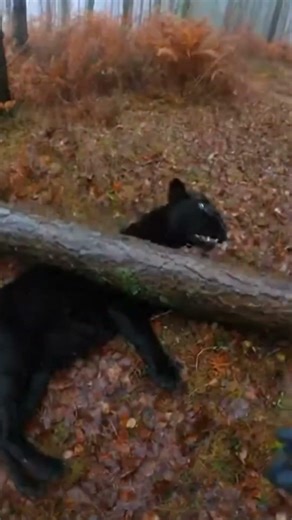 He Heard a Cry in the Woods… Then Saw the Panther