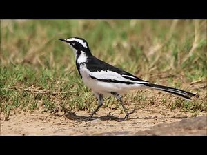 African Pied Wagtail calls