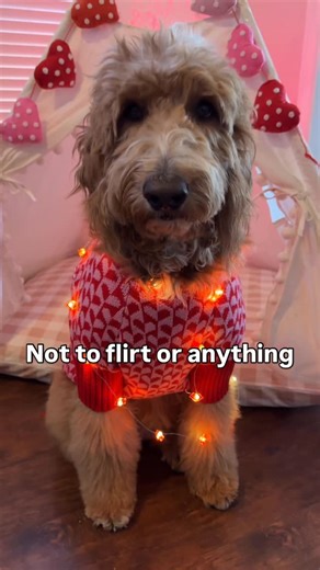 Tyger | Hi doods! Happy cheese lovers day 🧀🧀🧀 . . . . . #doodlesofinstagram #dogsofinstagram #goldendoodlesofinstagram #doodlesoftheworld #dogstagram | Instagram