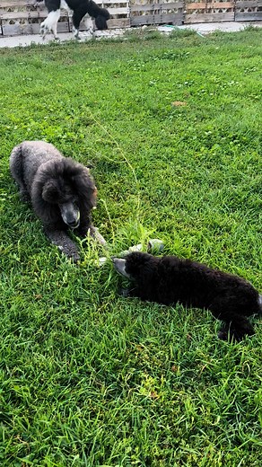 9.8K views · 299 reactions | Tilly pulling a fast one over on her momma 藍 What a sneaky little thing  | Mistel Standard Poodles | Facebook