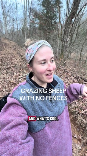 Efficient Sheep Farming Techniques with Border Collies