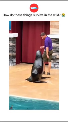 VIRAL. on Instagram: "Did you know sea lions can clap to communicate? 🦭👏 They use their flippers to make loud clapping sounds to warn others, show dominance, or get attention — basically underwater applause with attitude. Fun fact: Sea lions can also keep a steady rhythm and have been shown to move in time with music, which is incredibly rare in animals. Smart. Loud. Slightly dramatic. Did you know this? 👀 #didyouknow #sealions #animalfacts #viralreels #funfacts"