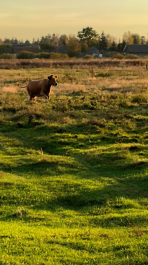 199K views · 9.5K reactions | Подруги зустрілися #villagelife #animals #farming #village #farmer #cow #diy #farm | Гурин Господар Гурин Колян | Facebook