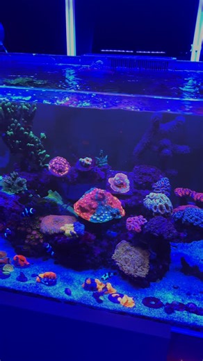 Peter - Photography - Reefing Enthusiast - Content Creator | This is my @nyos.aquatics 440 tank and it hasn’t had a water change for over 6 months. I thought about setting up an auto water changing... | Instagram