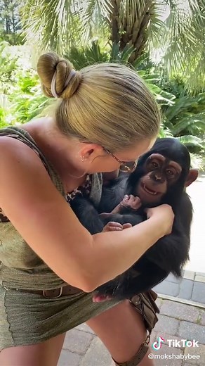 #ticklish #chimp #cute #cutebaby #chimpanzee #myrtlebeachsafari #boostyourmood #animalsdoingthings #animalsoftiktok