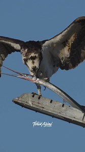 4.2M views · 51K reactions | Female Osprey with a huge Needle Fish for dinner. I missed the fly in and landing because when I saw her flying, I thought she was carrying nesting material. By the time I realized it was a Needle Fish it was too late....#osprey #birdsofprey #needlefish #wildlife #explore | Tohid Azimi | Facebook