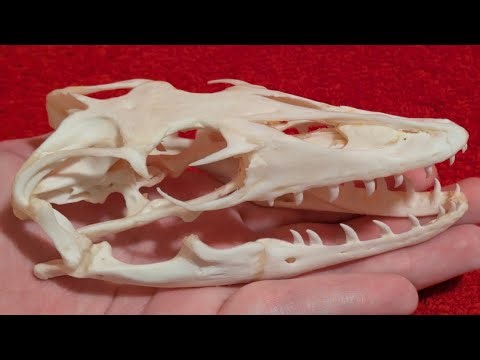 Giant Water Monitor Lizard Skull Unboxing | The Skull Seeker