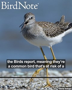 When the shorebirds called Lesser Yellowlegs sense a threat to their nest, they’ll put up an unforgettable racket to drive the danger away. Smaller and with a shorter bill than the Greater Yellowlegs, Lesser Yellowlegs sing to attract mates, while flying or perching up in a tree like a songbird. Although they’re widespread, Lesser Yellowlegs have lost over half their numbers in the last 50 years. Protecting wetlands, addressing climate change, and using sustainable farming practices can all help