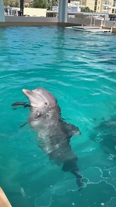 140K views · 3.8K reactions | Happy #NationalDolphinDay from our rescued dolphins!  | Clearwater Marine Aquarium | Facebook