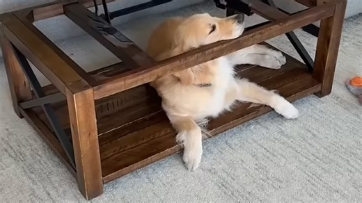 Every dog has that one spot