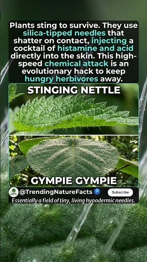The Science of Stinging Plants: Nature’s Hypodermic Needles #stingingnettles #gympiegympie