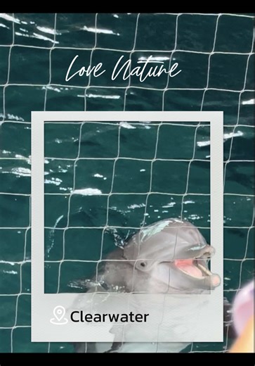 Discover Clearwater Marine Aquarium's Dolphin Haven