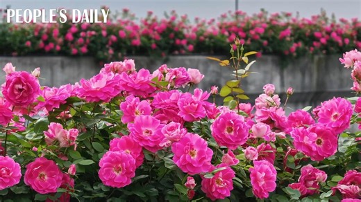 Gorgeously blooming along the overpass, Chinese roses transform a simple road trip into a delightful journey through nature’s wonders in Hangzhou City, east China’s Zhejiang Province. #BeautifulChina | VideoChina