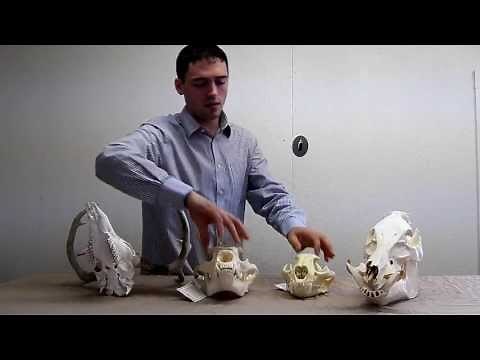 Wildlife Skull Hanger Demo