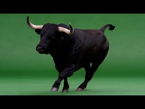 Bull Compilation – 15 Free Green Screen VFX Clips