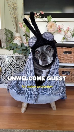 Sookie and Ivy | Safeguard your yard with @wondercide Yard & Garden and protect your home with Wondercide Pets & Home! 🐝💛 #wondercide #protectyourpack... | Instagram