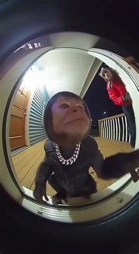 When a Rapper Monkey Shows Up at Your Door