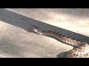 Rattlesnake bites, deaths on the rise in California