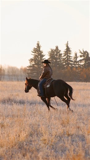 Capone was born to stand out. This colt is well built and correct, with a good and willing mind. He is sure to stand out in whatever direction he is taken! 🎥 creds to @bossmare.marketing (HA IM THE CEO x DOUBLE SAN SATIN BABE) #sssduallyslilpep #lakelandcollege #equine #studentmanagedfarm #coltstarting | Lakeland College SMF Equine Unit