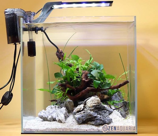 Planted Aquarium Guide (Step-By-Step Tutorial)
