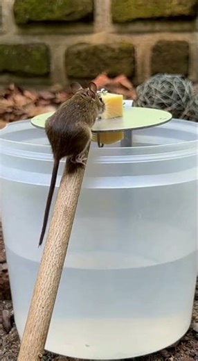 Best Toys For Your Mouse 2 #mousetoys #mousepet #funnyanimals #mousetrap #shorts #short