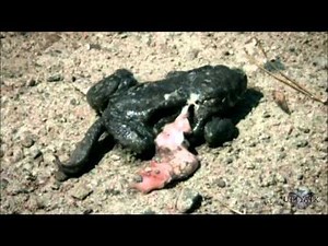 Frogs Exploding - Livers Missing...