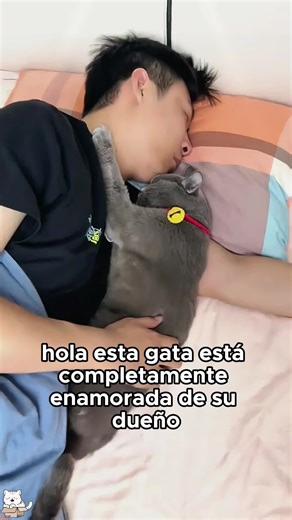 Cats That Love to Snuggle with People