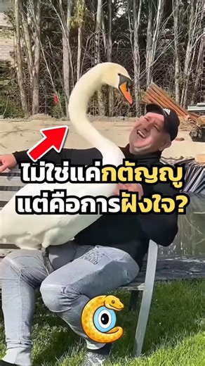 ทำไมหงส์ถึงรักคนช่วยขนาดนี้? 🦢❤️ #หงส์ #พฤติกรรมสัตว์ #Imprinting #CreatureDiaries