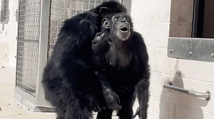 Shocking footage shows moment chimp sees sky for first time after 29 years caged