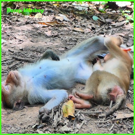 What happen to adult monkey! Watch at the end you will! | RESEP Monkey