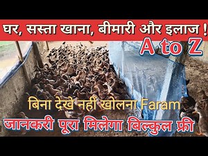 Complete Knowledge of Duck Farming for Beginners From A to Z | Forest Farming