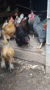 14K views · 826 reactions | A little more B roll. We work hard behind the scenes. A little more compassion for our elders. Hope everyone enjoyed this week's ChickenTV. #ChickenTV #chickens #backyardchickens | Hairy Farmpit Girls | Facebook